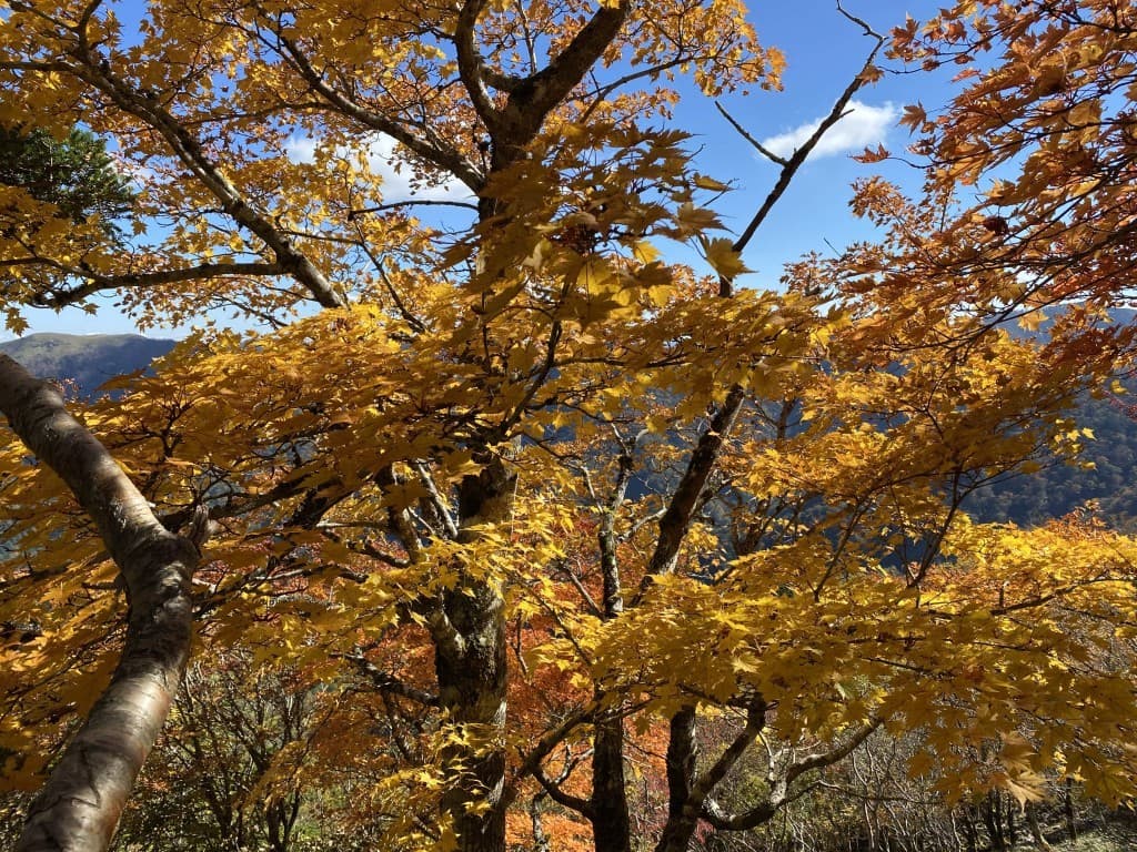 11月8日 御岳山頂駅→大岳山　※女性限定参考画像:0