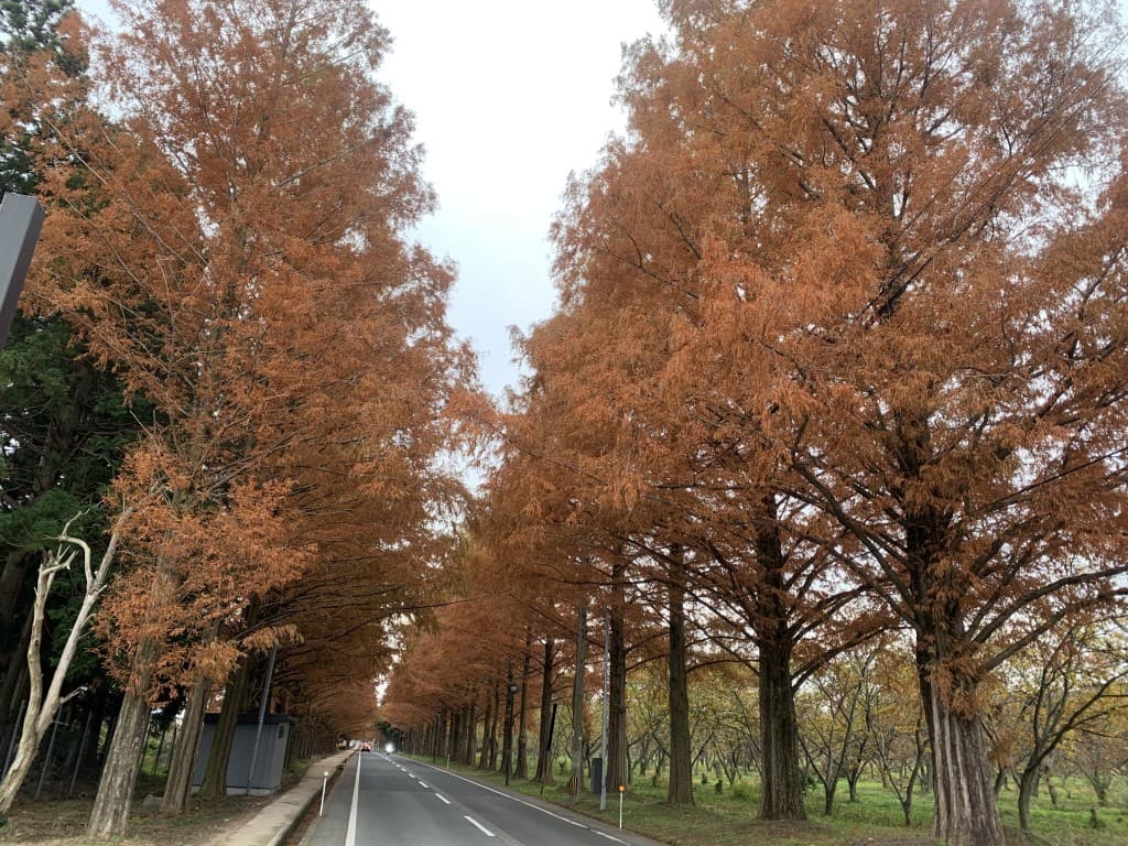 メタセコイア並木と赤坂山参考画像:0