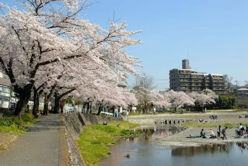 3.30(土) 飯能お花見ハイク&ランチ会🔰参考画像:0