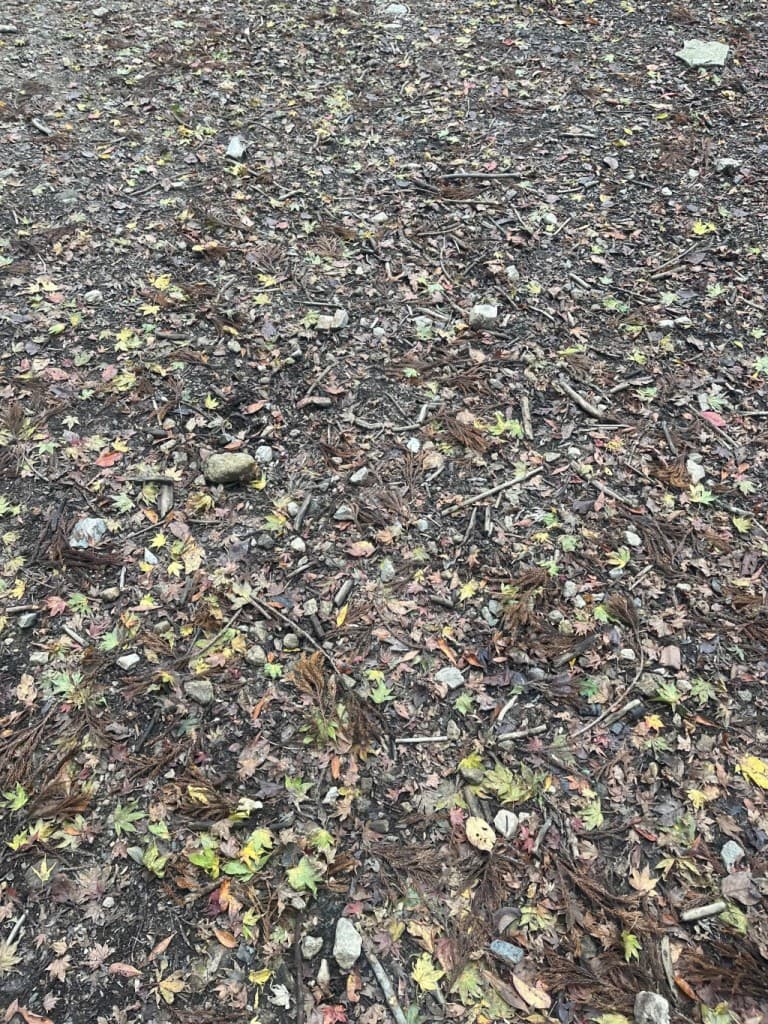 1/27愛宕山ハイキング(京都)参考画像:2