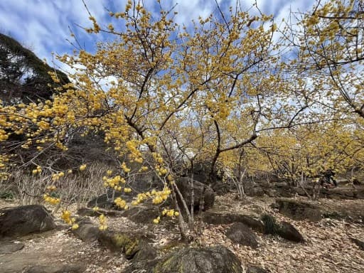 【募集〆切ました】1/28宝篋山&近場で蝋梅鑑賞参考画像:1