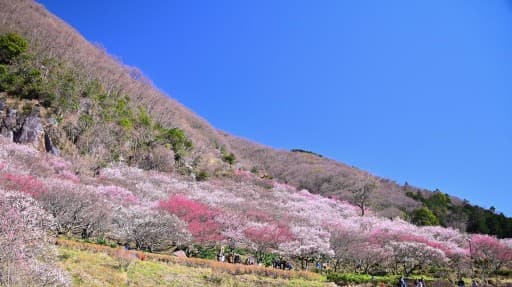 幕山ハイキング@2/17(土)参考画像:1