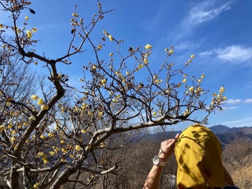 長瀞アルプス　宝登山参考画像:2