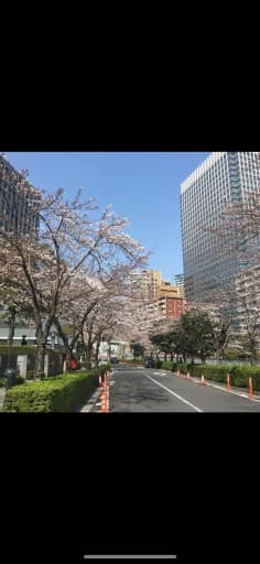 🌸花見ラン@東京