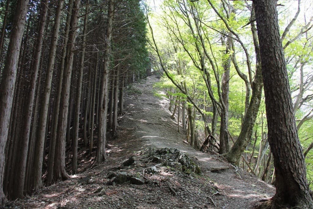 奥武蔵:有間→蕨山稜線周回参考画像:1