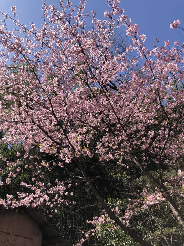 東山公園・ウォーキング参考画像:0