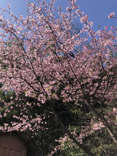 東山公園・ウォーキング