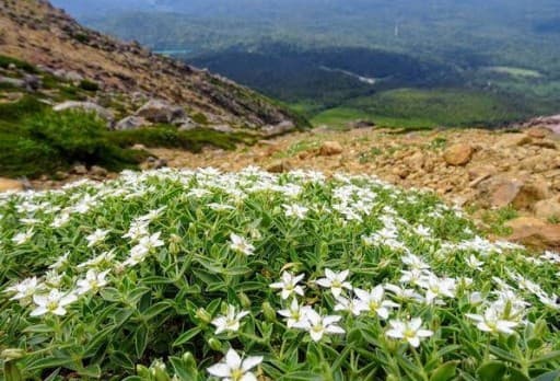 7月18〜21日 道東の百名山（羅臼岳、斜里岳、阿寒岳）参考画像:1