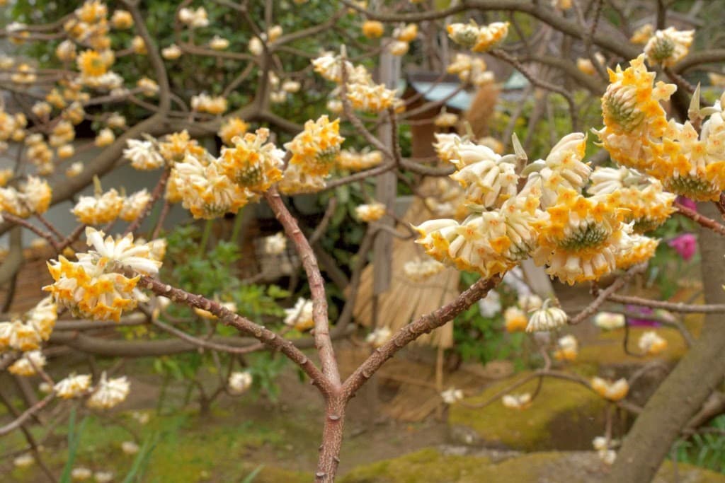 ミツマタ＆野鳥観察🌼🐦焼森山＆鶏足山！参考画像:0