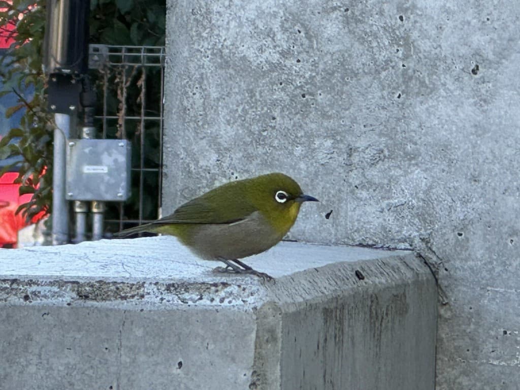 ミツマタ＆野鳥観察🌼🐦焼森山＆鶏足山！参考画像:1