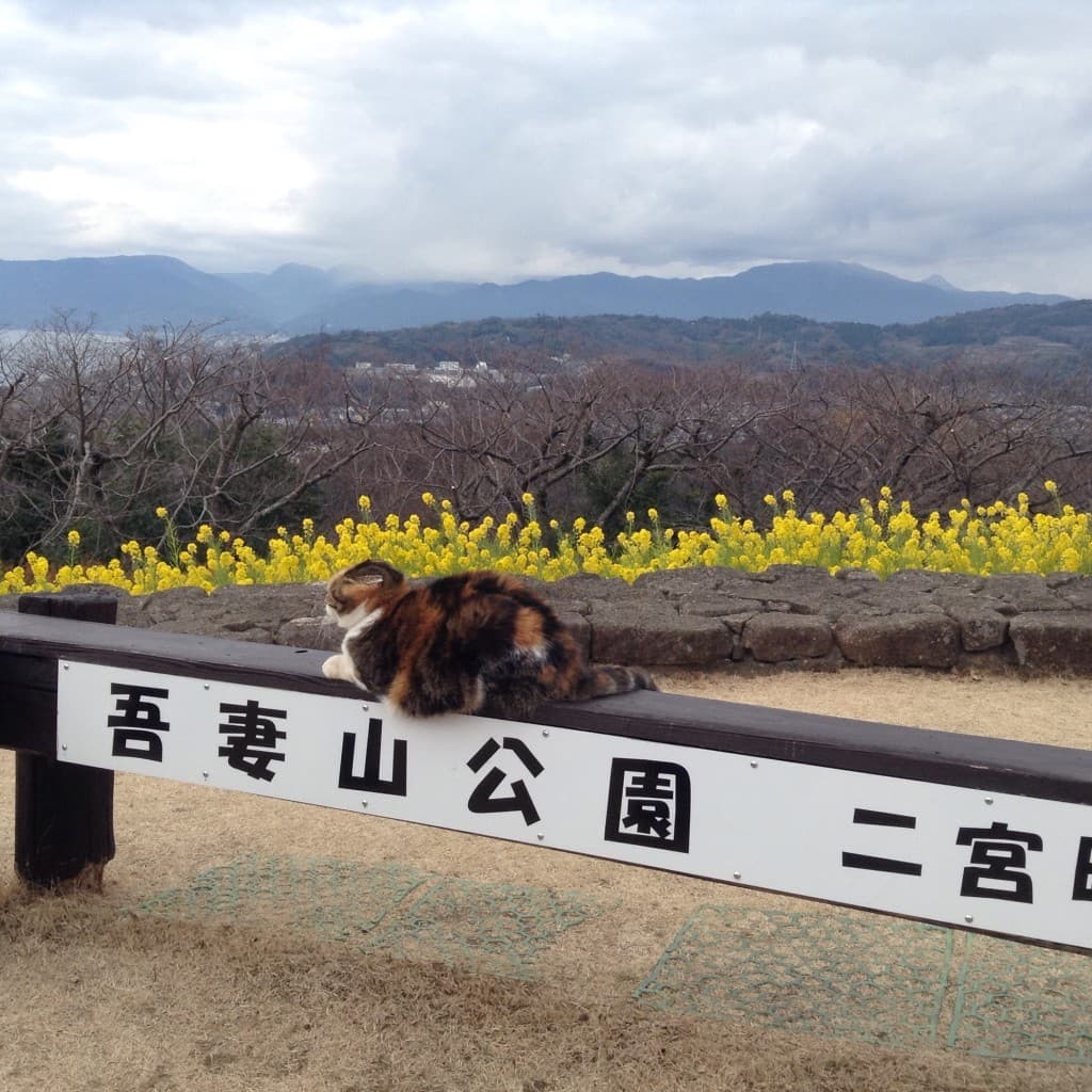 鎌倉縦走参考画像:0