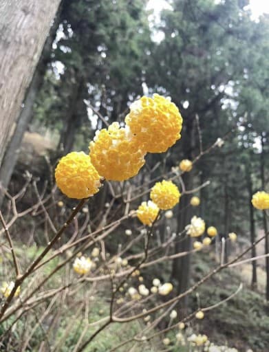 3/20(祝水)不動尻ミツマタ参考画像:1