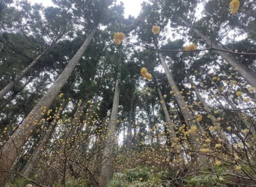 3/20(祝水)不動尻ミツマタ参考画像:2