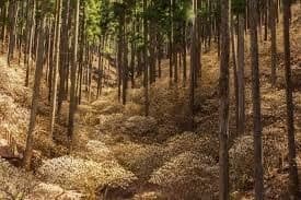 🈵3/30(土)焼森山・鶏足山参考画像:0
