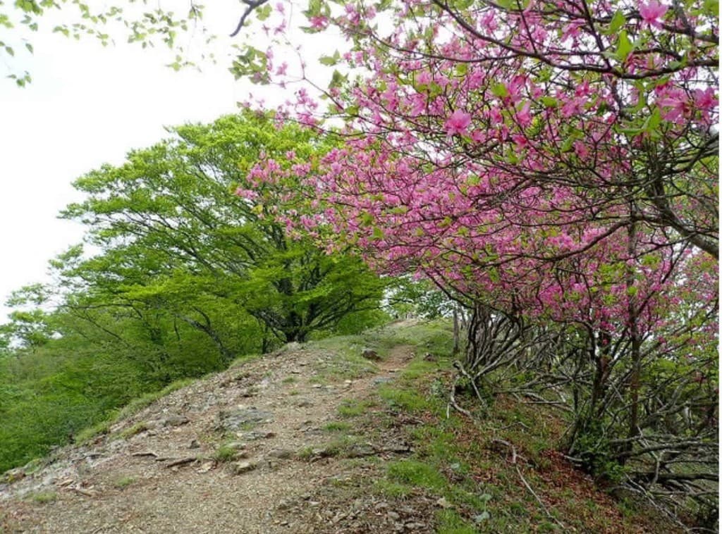 6/1 鷹ノ巣山 ツツジ参考画像:0