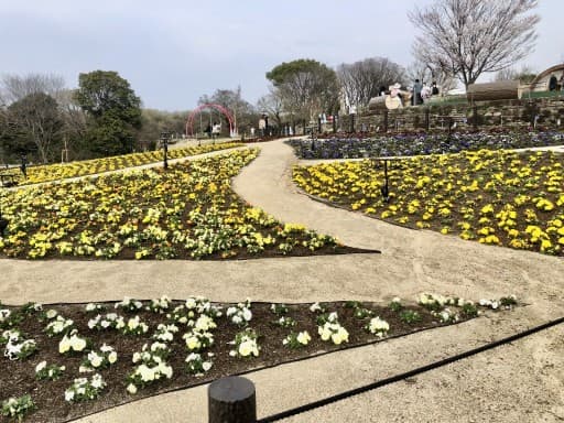 庄内緑地公園・ウォーキング