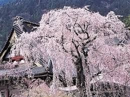 【募集停止】4/6(土)身延山