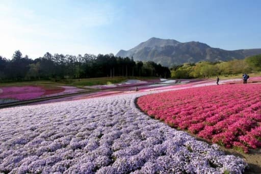 ◆GW 4/28 羊山公園(芝桜の丘)芝桜まつりと琴平丘陵