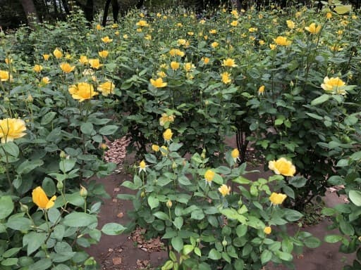 鶴舞公園・ウォーキング会参考画像:1