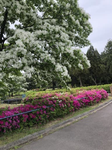 鶴舞公園・ウォーキング会参考画像:2