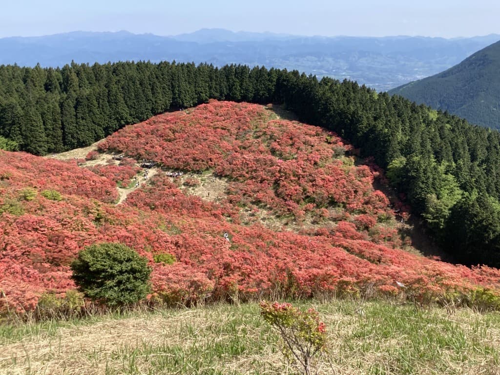 急募: 大和葛城山にツツジを見に行きませんか？参考画像:0