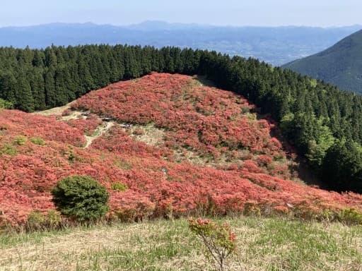 急募: 大和葛城山にツツジを見に行きませんか？