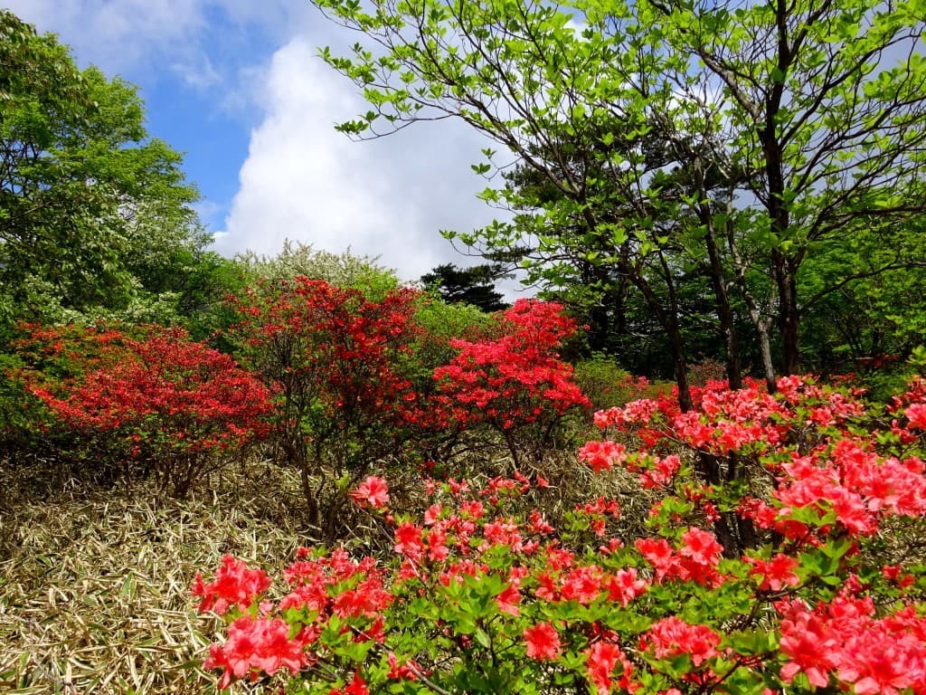 【急募】5/25(土)ツツジの名所 鍋割山＆荒山(赤城連山) 同行者募集【所沢・東所沢発】参考画像:0