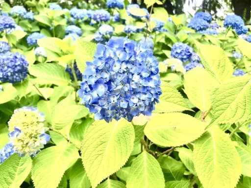 🏃‍♀️第4回ウォーキング会🏃‍♀️参考画像:1