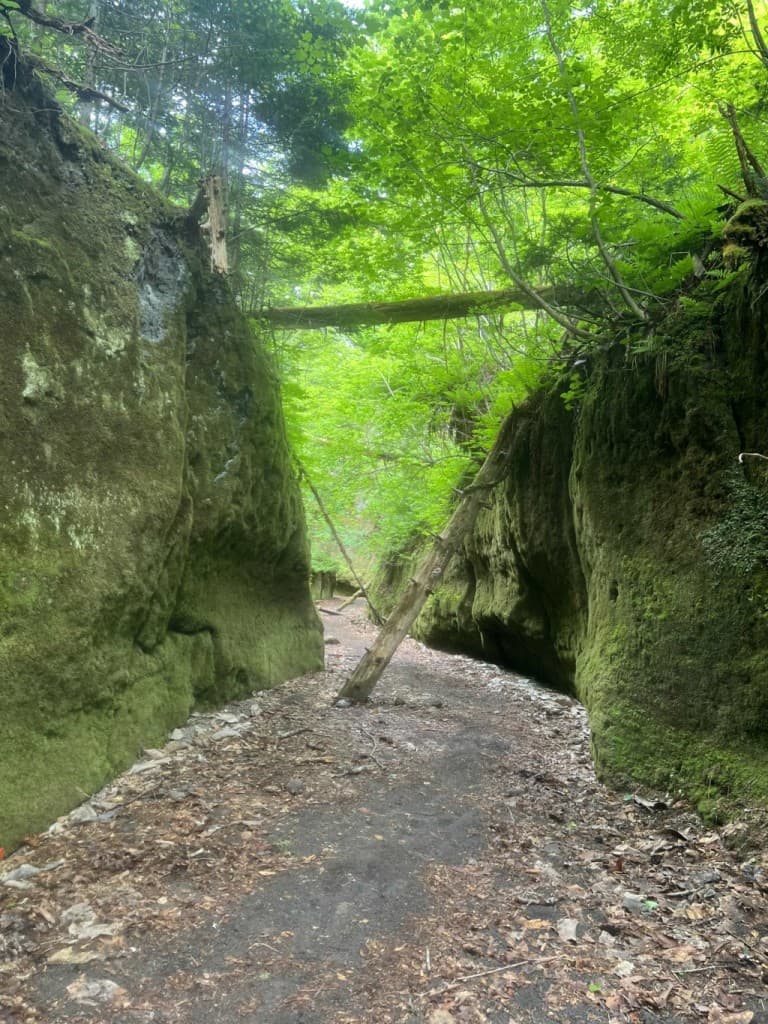 ガイド登山6月26日　楓沢〜樽前山参考画像:0