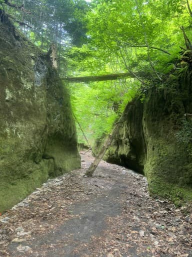 ガイド登山6月26日　楓沢〜樽前山参考画像:0