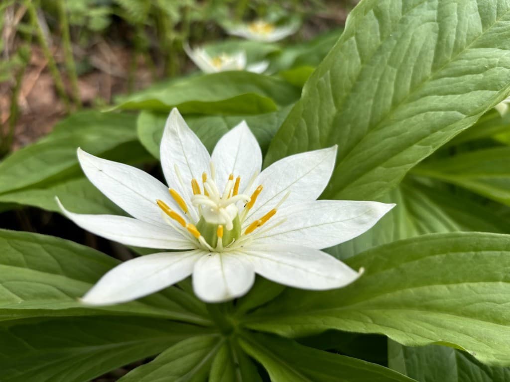 越後三山周回参考画像:0