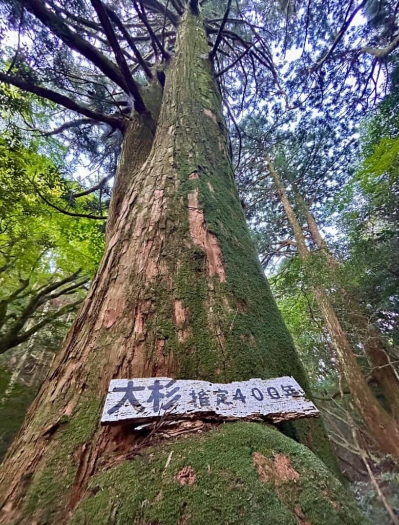 脊振ハイカー参考画像:2