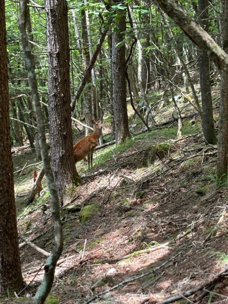 瑞牆山 日帰り登山参考画像:0