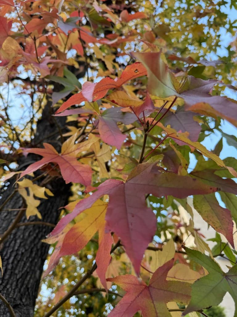 【満員御礼】会津駒ヶ岳＆中倉山🍁【1泊2日】参考画像:0