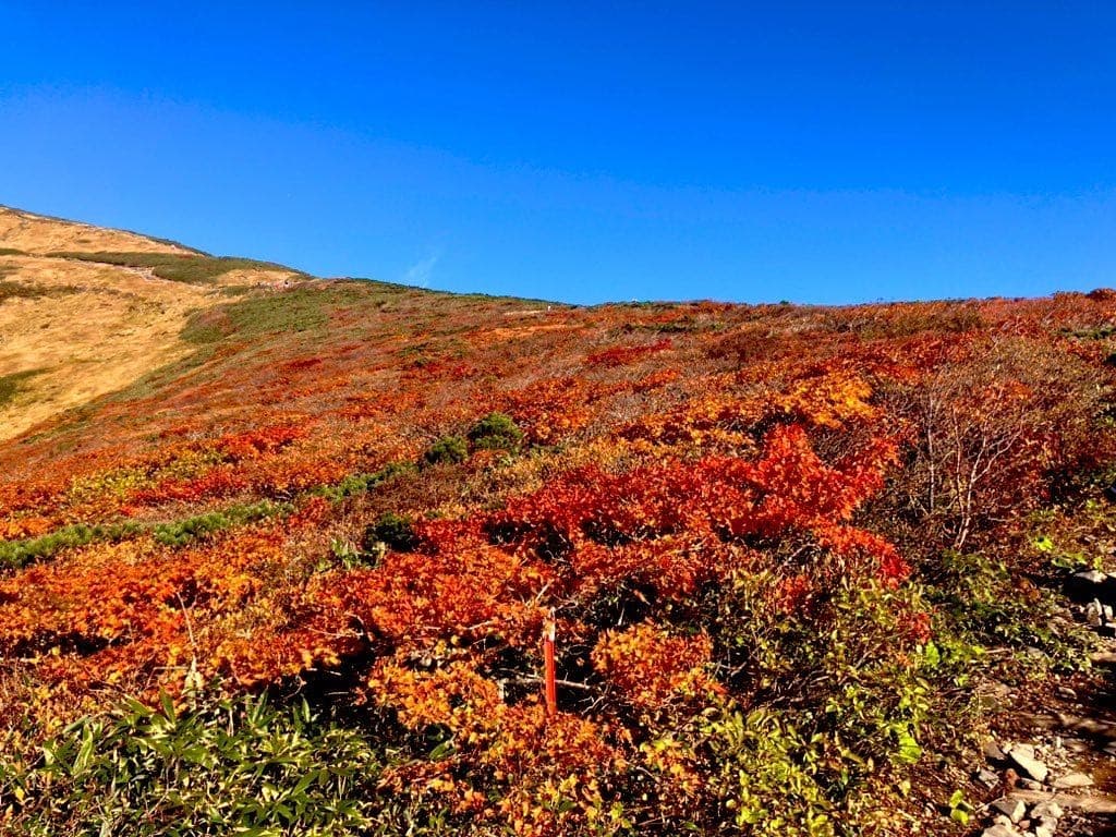 【募集終了】栗駒山参考画像:0