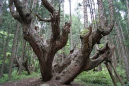 kabusugi_kaburayama