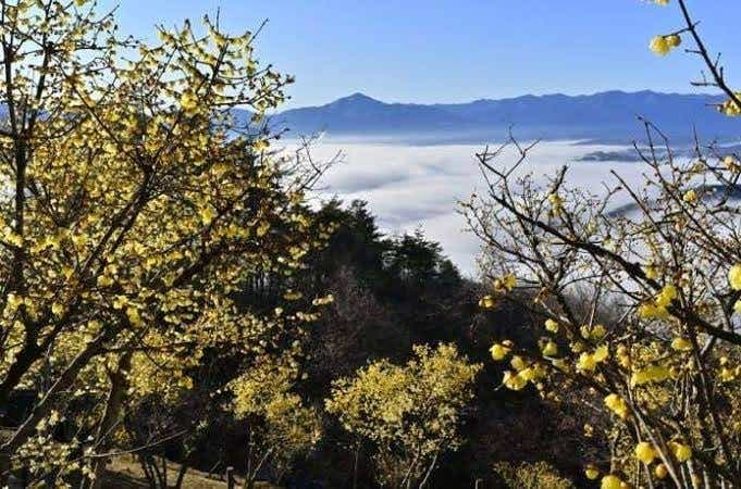 1/13(月) 宝登山参考画像:0