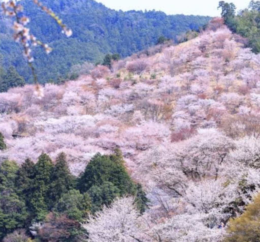 吉野山ハイキング🌸関西遠征参考画像:0
