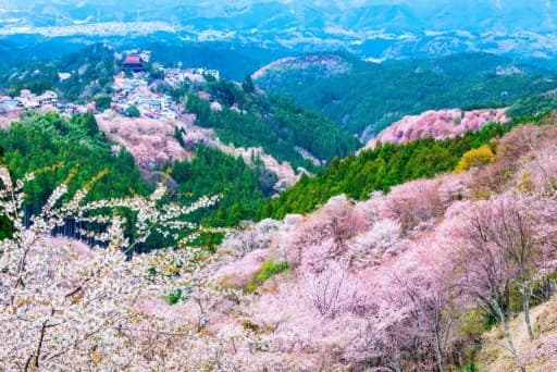 🌸登山仲間募集！お花見ハイキングに行きませんか？🌸