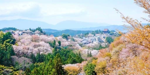 🌸登山仲間募集！お花見ハイキングに行きませんか？🌸参考画像:2