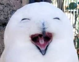 Owl_hiker