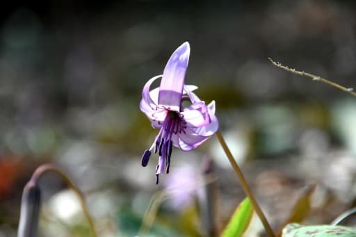 3/20(木 祝) カタクリを見に陣馬山へ