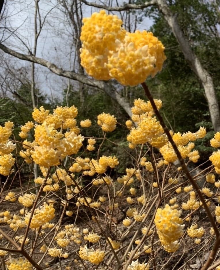ミツマタ見に青貝山に行きましょう参考画像:0