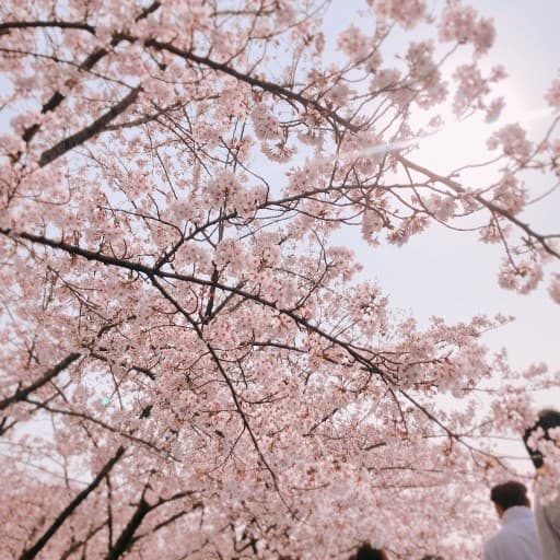 お花見ウォーキングしませんか？