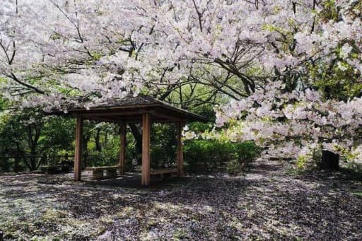 4/12 沼津アルプス 桜ウォーク🌸 春のご当地アルプスハイキング企画 第2弾のご案内参考画像:1