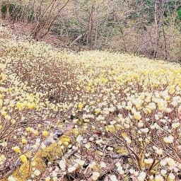 4/5 都留アルプス〜ミツマタと桜、吉田うどん〜 春のご当地アルプスハイキング企画 第1弾のご案内