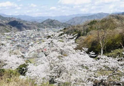 4/5 都留アルプス〜ミツマタと桜、吉田うどん〜 春のご当地アルプスハイキング企画 第1弾のご案内参考画像:1