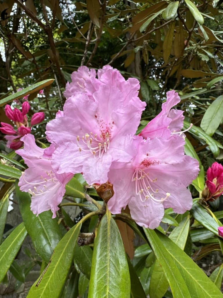 【満員御礼！】甲武信ヶ岳で🌸花活＆足腰強化💥（毛木平スタート）参考画像:0