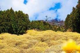 🏵️ミツマタと根本山⛰️