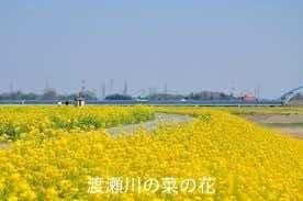 🏵️ミツマタと根本山⛰️参考画像:1
